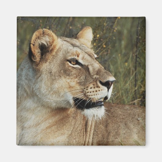Lioness safari magneten - aanpassen (Voorkant)