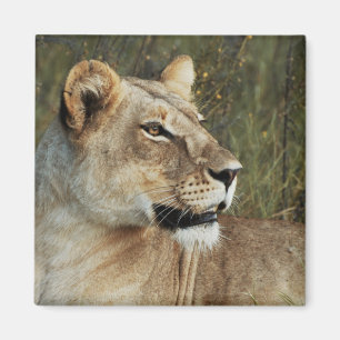 Lioness safari magneten - pas aan