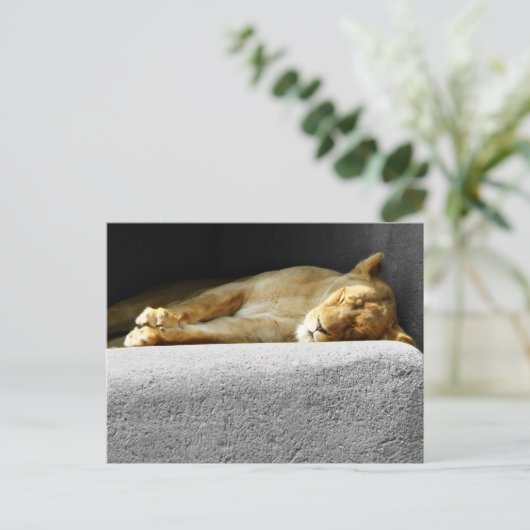 Lioness Slaping Briefkaart (Staand voorkant)