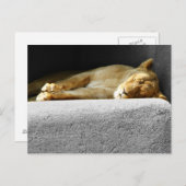 Lioness Slaping Briefkaart (Voorkant / Achterkant)