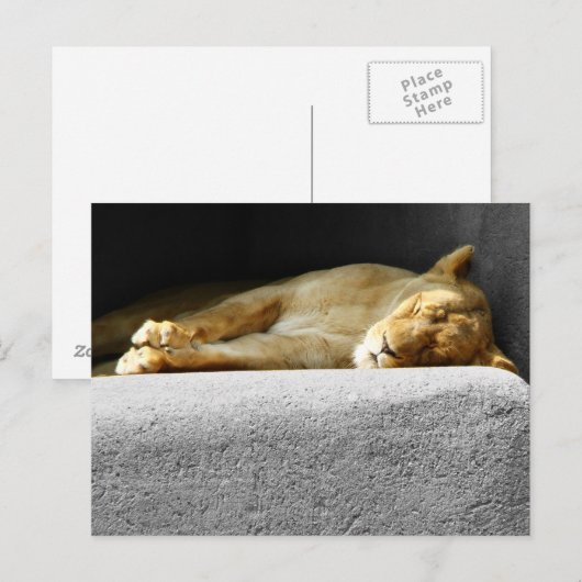 Lioness Slaping Briefkaart (Voorkant / Achterkant)