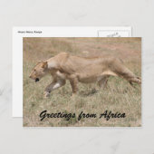 lioness stalks briefkaart (Voorkant / Achterkant)