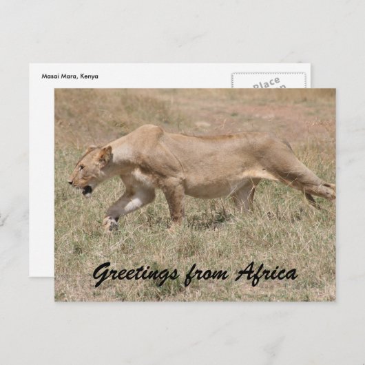 lioness stalks briefkaart (Voorkant / Achterkant)