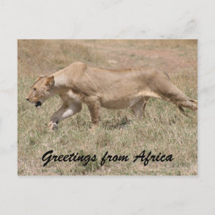lioness stalks briefkaart