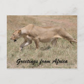 lioness stalks briefkaart (Voorkant)
