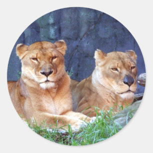 Lioness Sticker