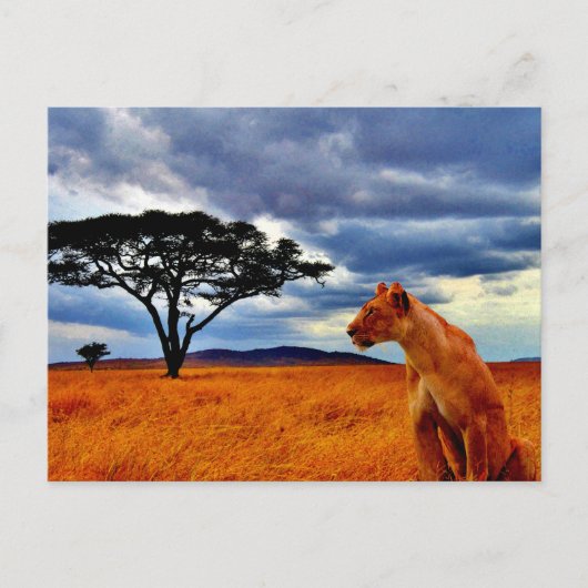 Lioness Storm Briefkaart (Voorkant)