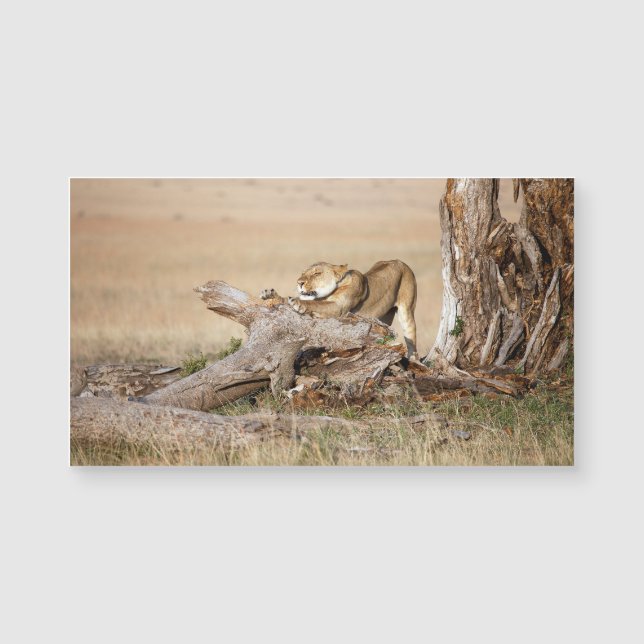 Lioness stretting (Voorkant)