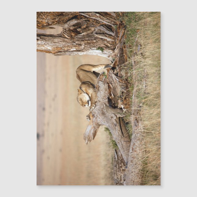 Lioness stretting (Voorkant)