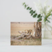 Lioness stretting briefkaart (Staand voorkant)