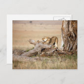 Lioness stretting briefkaart (Voorkant / Achterkant)