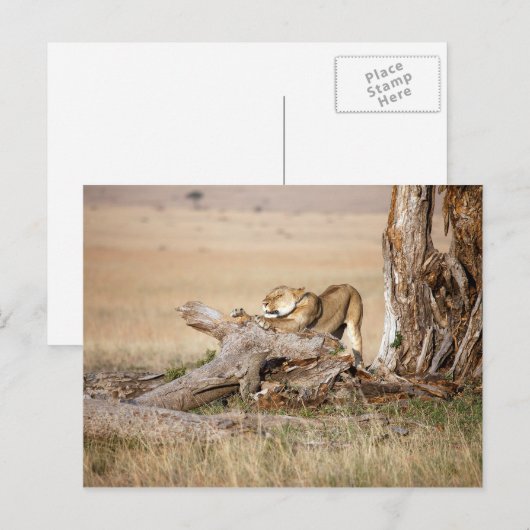 Lioness stretting briefkaart (Voorkant / Achterkant)