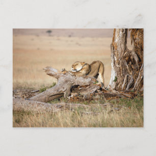 Lioness stretting briefkaart