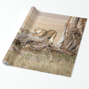 Lioness stretting cadeaupapier