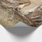 Lioness stretting cadeaupapier (Hoek)