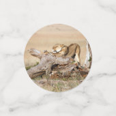 Lioness stretting confetti (Kleine voorkant)