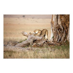 Lioness stretting foto afdruk