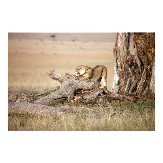 Lioness stretting foto afdruk (Voorkant)