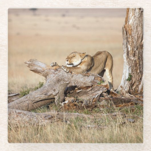 Lioness stretting glazen onderzetter (Voorkant)