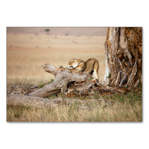 Lioness stretting kaart