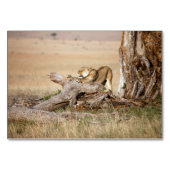 Lioness stretting kaart (Achterkant)