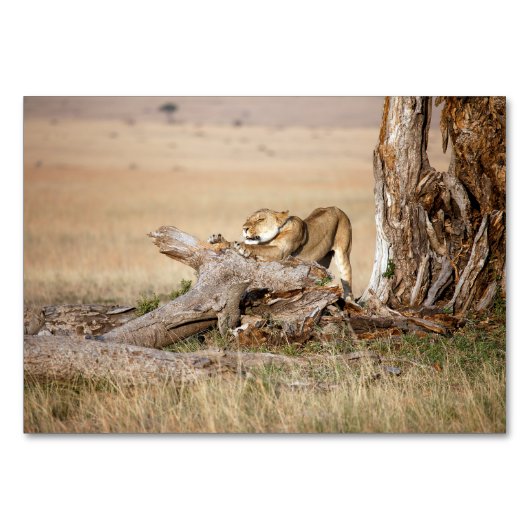 Lioness stretting kaart (Voorkant)