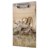 Lioness stretting klembord (Links)