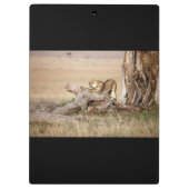 Lioness stretting klembord (Achterkant)