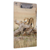 Lioness stretting klembord (Rechts)
