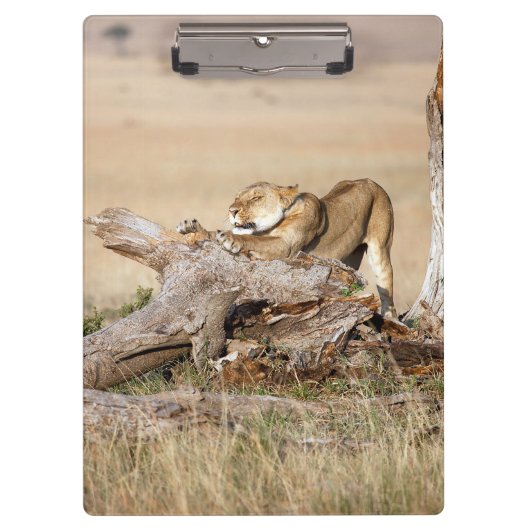 Lioness stretting klembord (Voorkant)