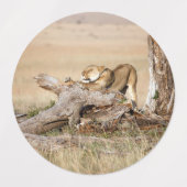 Lioness stretting labels (Design 2)