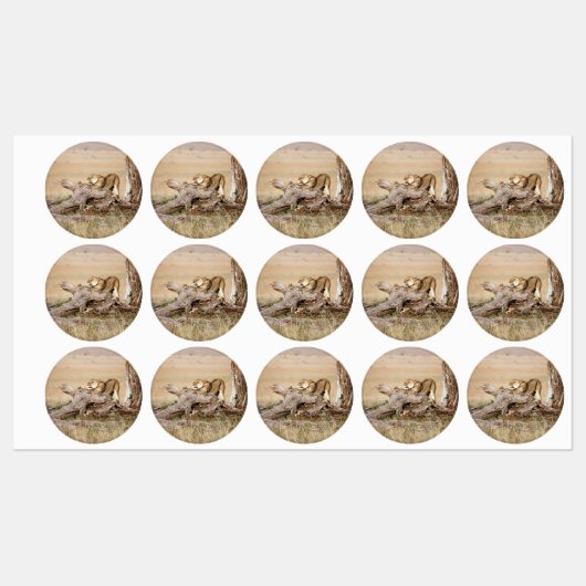 Lioness stretting labels (Vel)