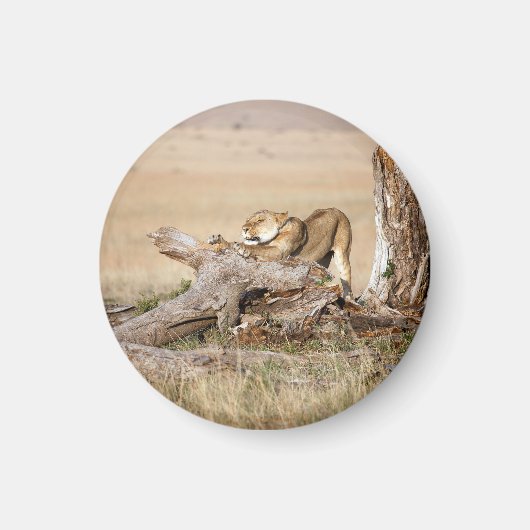 Lioness stretting magneet (Voorkant)
