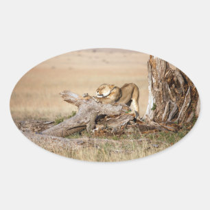 Lioness stretting ovale sticker
