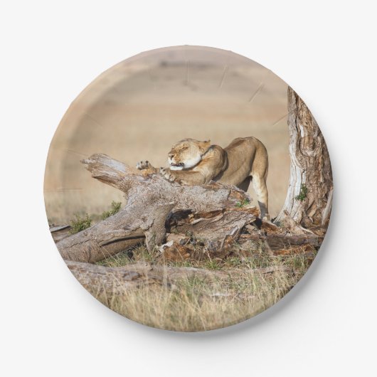 Lioness stretting papieren bordje (Voorkant)