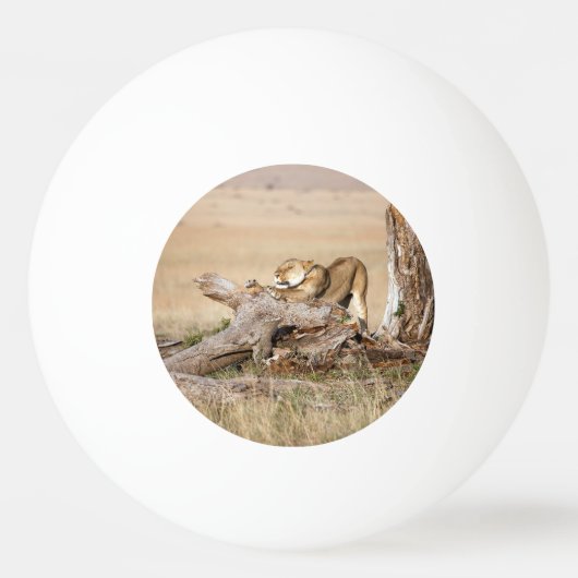 Lioness stretting pingpongbal (Achterkant)