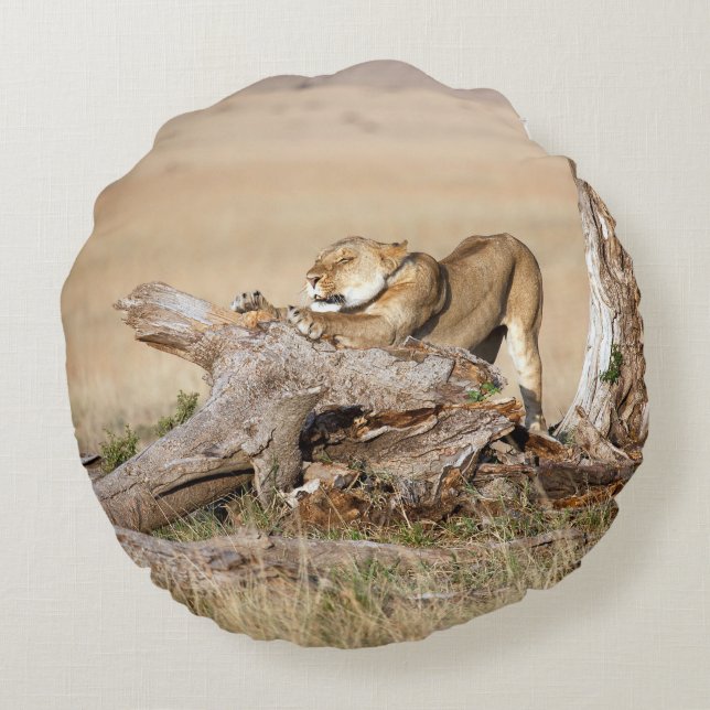 Lioness stretting rond kussen (Achterkant)