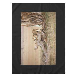 Lioness stretting tafelkleed