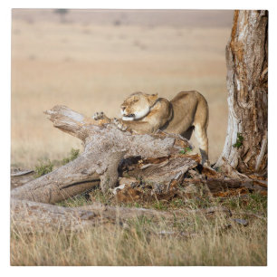 Lioness stretting tegeltje