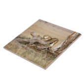 Lioness stretting tegeltje (Zijkant)