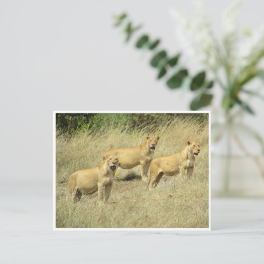 lioness trio briefkaart (Staand voorkant)