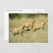 lioness trio briefkaart (Voorkant / Achterkant)