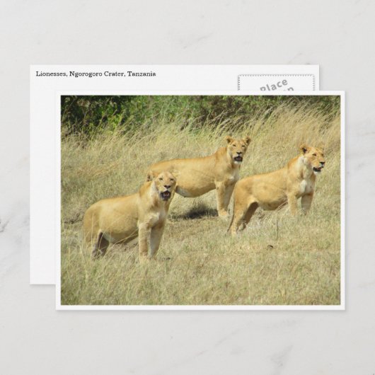 lioness trio briefkaart (Voorkant / Achterkant)