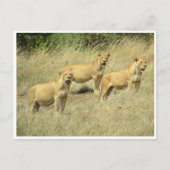 lioness trio briefkaart (Voorkant)