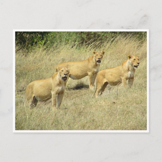 lioness trio briefkaart (Voorkant)