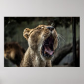 LIONESS YAWNING POSTER (Voorkant)