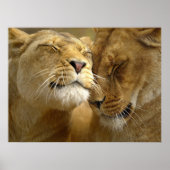 Lionesses Poster (Voorkant)