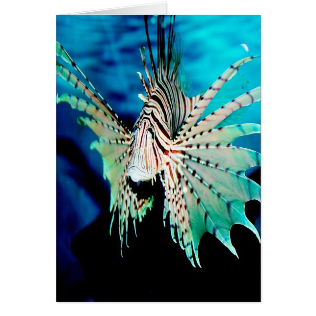 Lionfish Beauty (Voorkant)