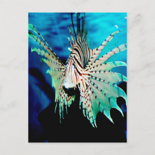 Lionfish Beauty Briefkaart