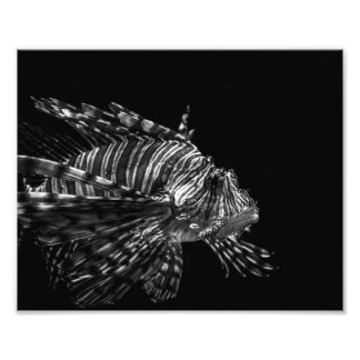 Lionfish - Fotoafdrukken Foto Afdruk